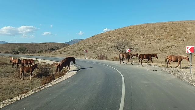 Табун лошадей переходит дорогу