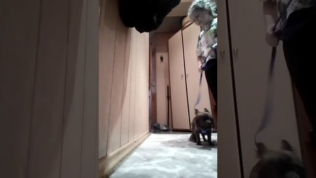 дрисирую сваю собаку [часть1]