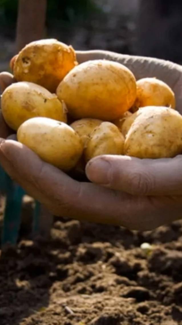 🥔Как вырастает КАРТОФЕЛЬ! #shorts #garden #советы
