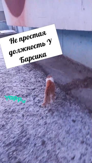 #кот #cat