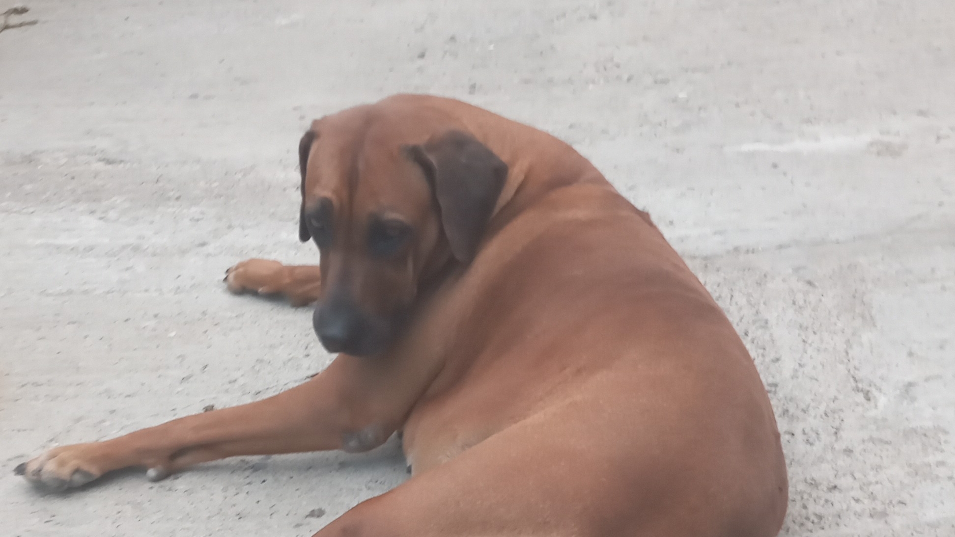 гуляем с собаками