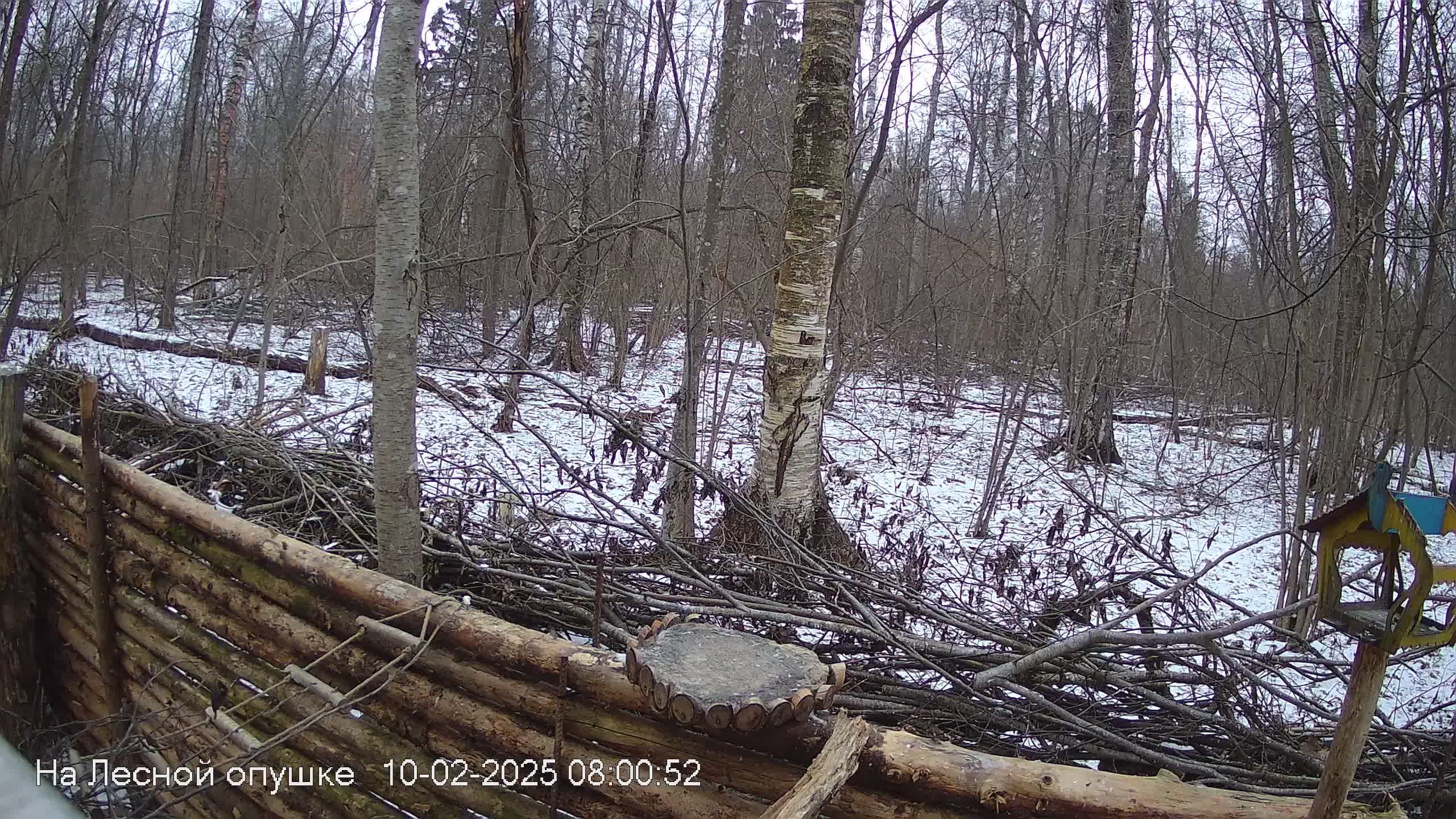 Зимний лес онлайн #Relaxing #природа #звуки леса #птицы #погода