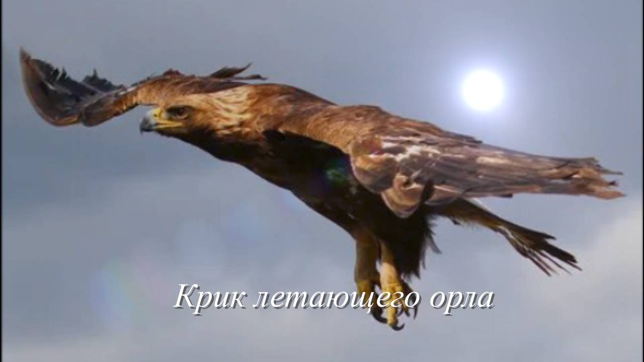 Звук