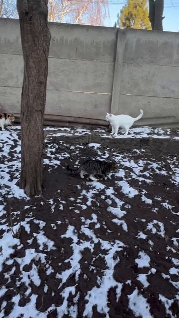 Бегут по своей дорожке