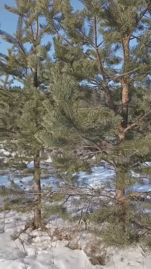 Февральские пейзажи на Вятке.