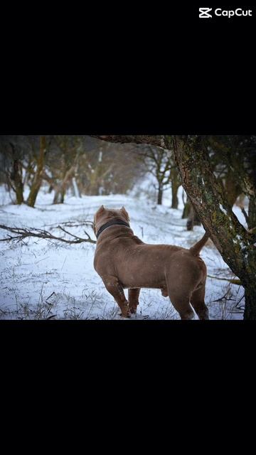 Попробуй догони 🤭
YUBK KENNEL GERA