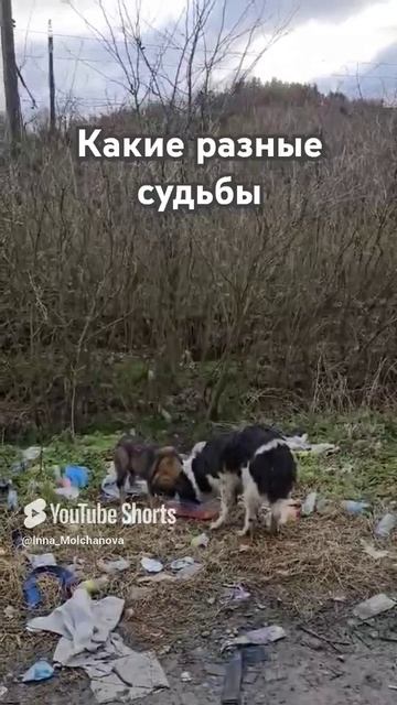 КАКИЕ РАЗНЫЕ СУДЬБЫ! 1000041174.mp4