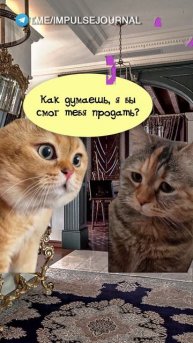 Если бы #мыкотики #вмем #разговор #анекдот #шутки #животные #юмор #кошки #смешное #мемы #скетчи