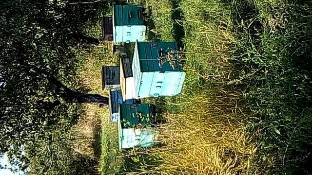 VID_20170921_145822  Моя  пасека  на  оаушке  леса  !!!