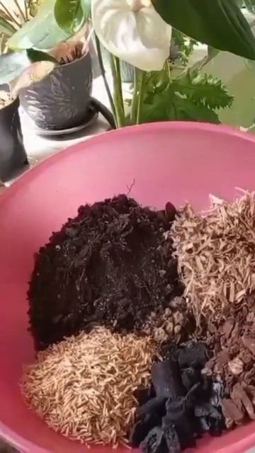 SUSTRATO  CON  NUEVOS  INGREDIENTES para RAICES  SANAS  y lindas flores 🪴🌺