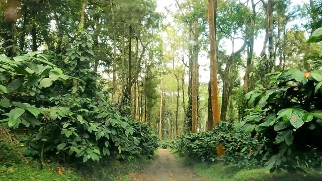 Nelliyampathy Trip| GreenLand Farm House Resort |Restaurant|Palakkad|nelliyampathy resort in forest