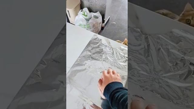 Котики