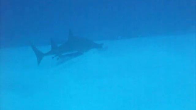 2011年7月12日　トンガリサカタザメ