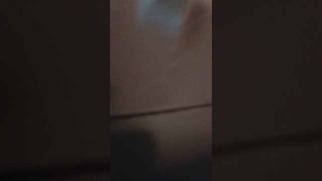 обзор на мини мини мини лапки 💗💗💗💗💗💞💕💓💓💔❣