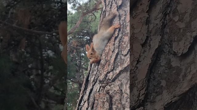 Милота зашкаливает 😍 Белочки Геленджика 🐿 милые пушистики 😍