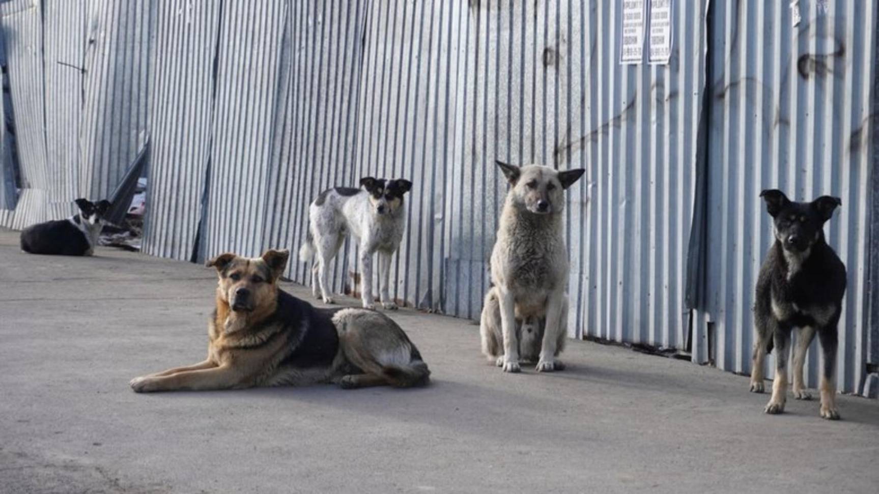 В Иркутске бездомные собаки покусали женщину