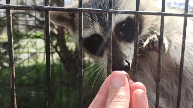 Тëтка, дай орех😂🦝🦝🦝😍❤СтраусЗоо, Кумысное