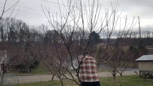 How to Prune a Nectarine