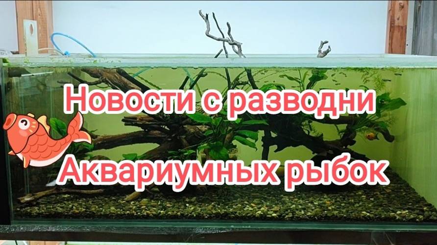 Новости с разводни аквариумных рыбок и креветок - установил новые аквариумы на стеллаж.