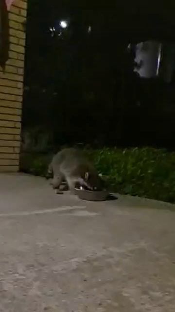 Енот таскает кошачий корм