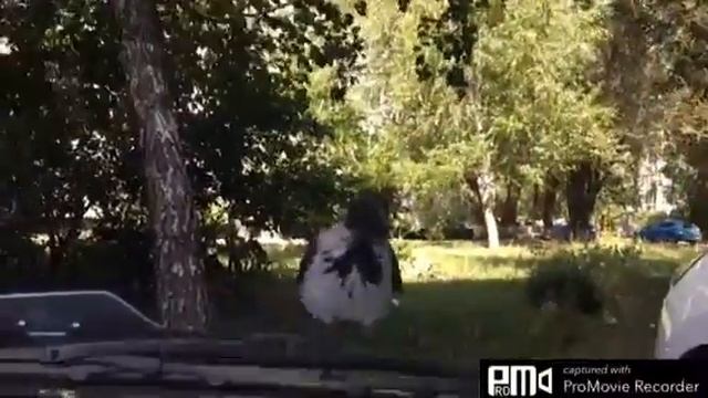 Ворона бесстрашная и любопытная!😜