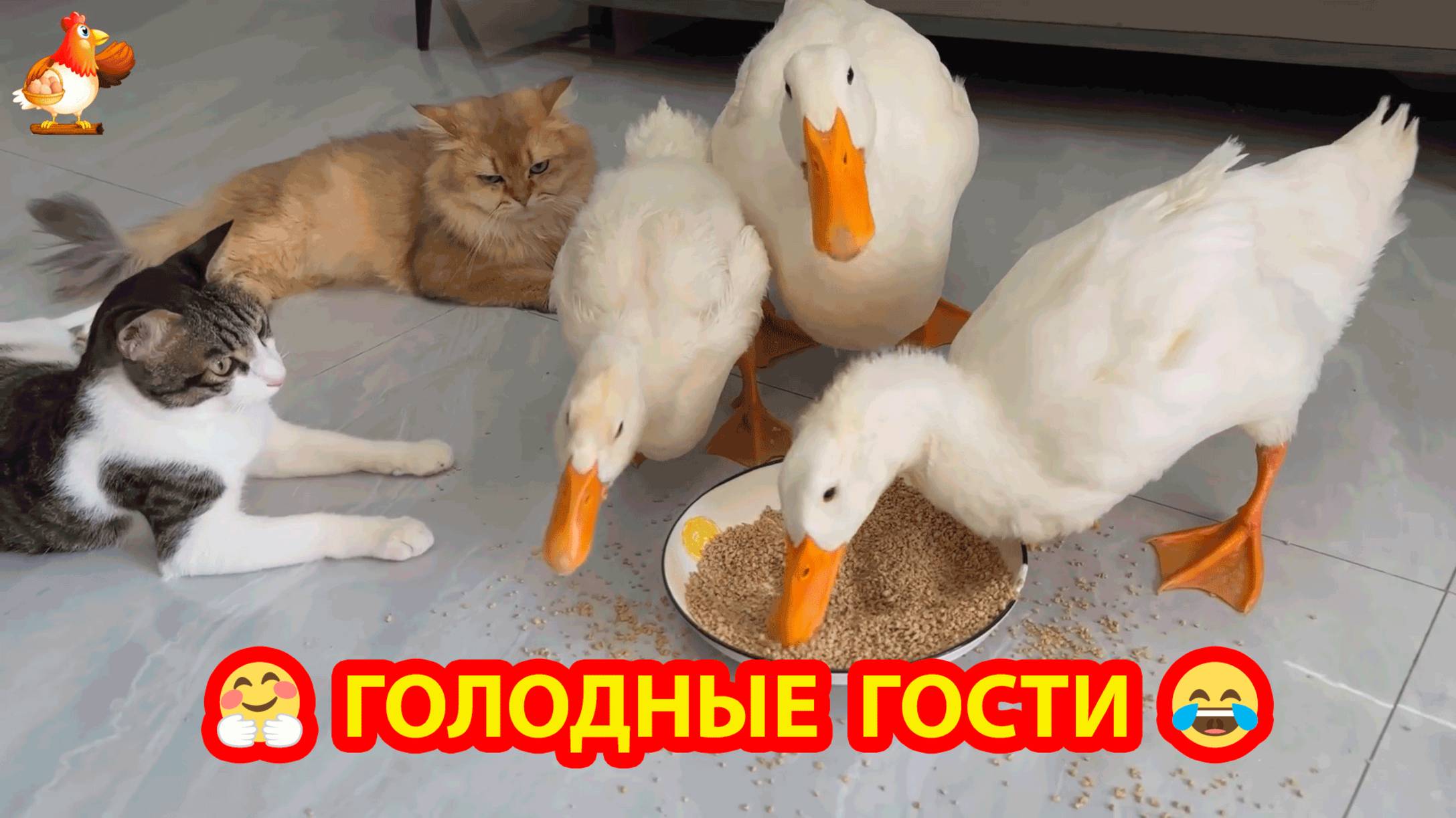Голодные гости пекинские Утки в гостях у Кошек ❣️🥰😂