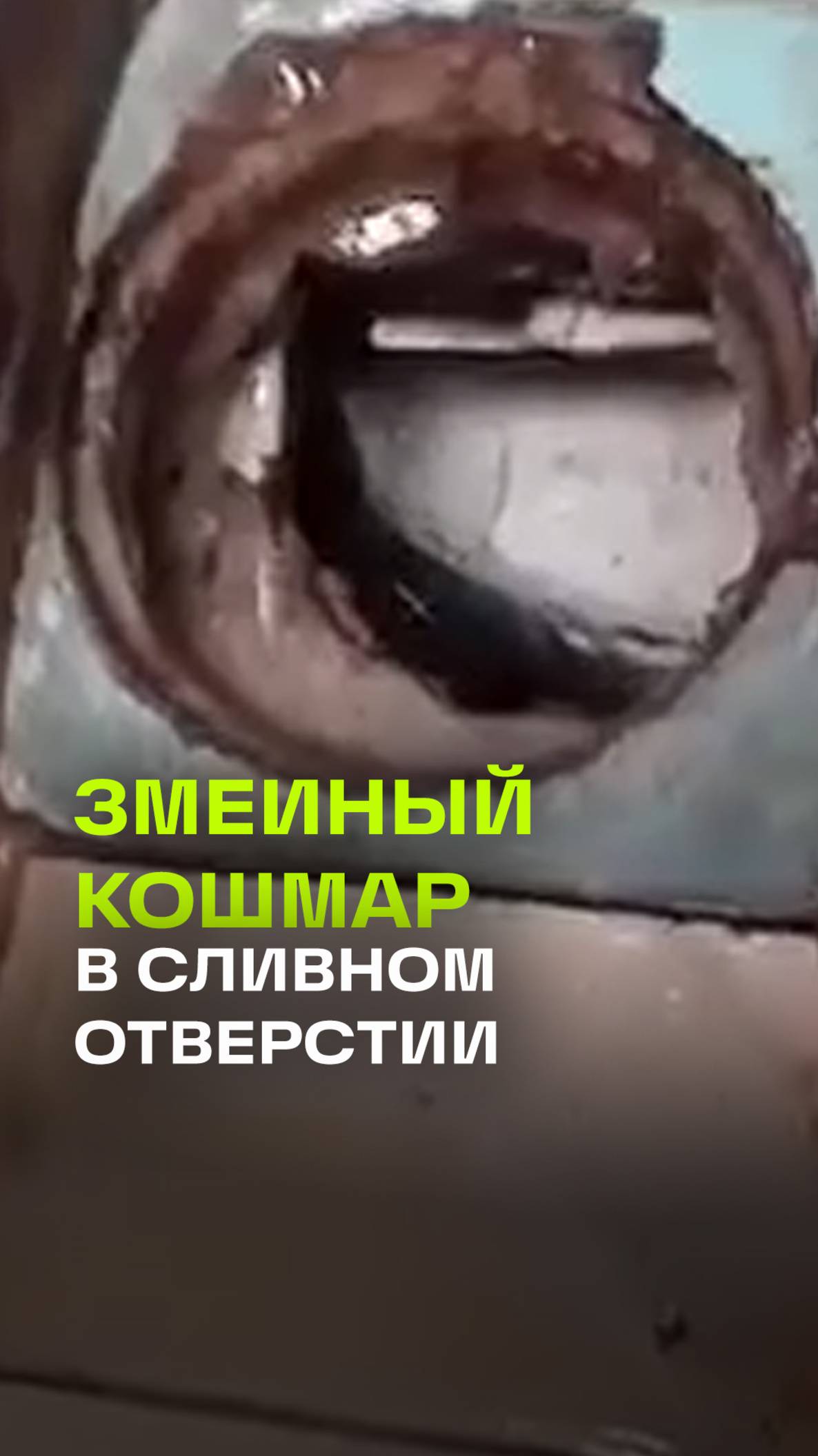 Осторожно, змеи! Индонезиец нашел огромную рептилию в сливном отверстии