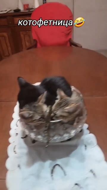 Котофетница 😂