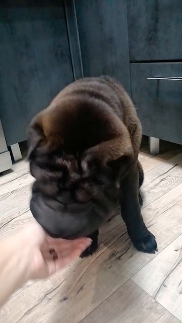 самая умная девочка💋💋💋шарпей🤗
