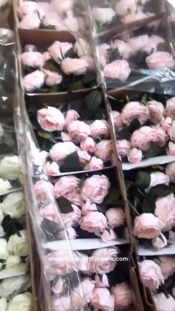 Ещё приехала бордовая пионовидная роза 🌹