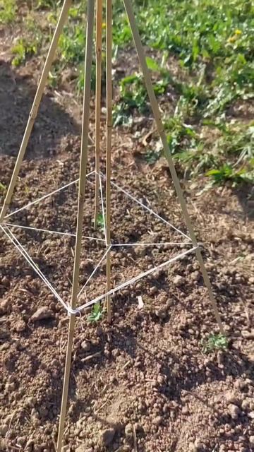 Колышки из бамбука можно использовать на участке как угодно. Опора из них получается надежной! ☺️