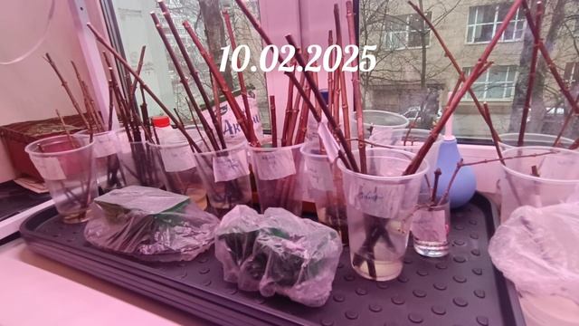 Зимнее черенкование гортензий. Видео N3 10.02.2025