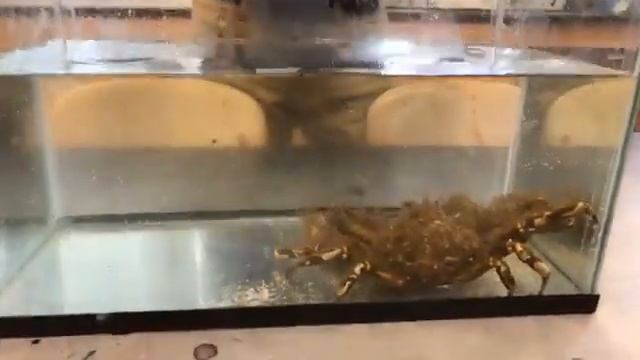 4/2/20 Facebook Live: Let's Get Crabby!