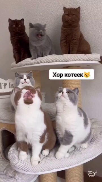 хор котеек
