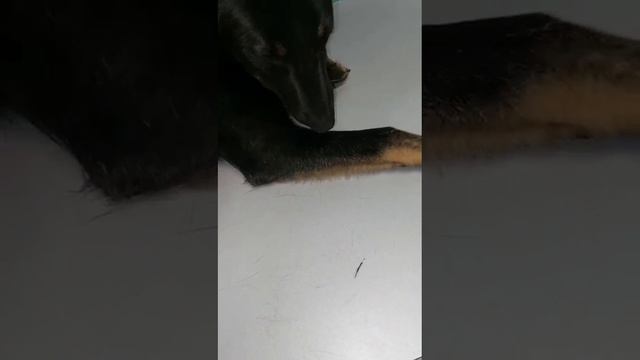 VID-20250209-WA0007.mp4