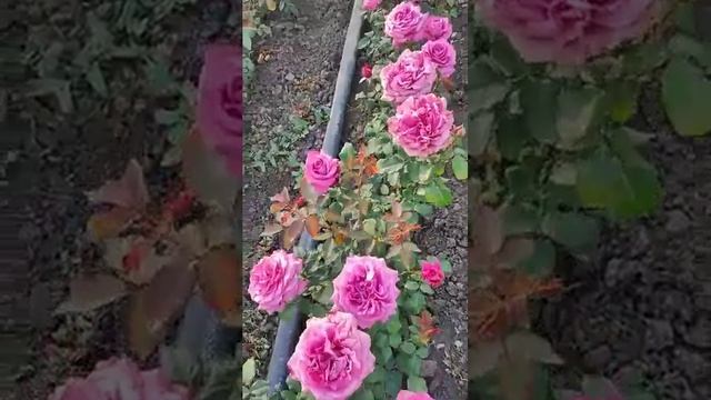 Царство роз 🌹обзор грядки 🌹#розы #цветение#сад#ЦАРСТВОРОЗ