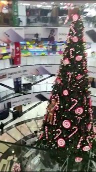 Видео-отзыв из Узбекистана "Ель Альпийская, 15м"