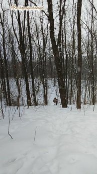 Прикалываюсь в лесу