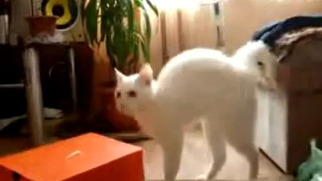 "Сестра кота-рыжика! Ну очень странная походка"