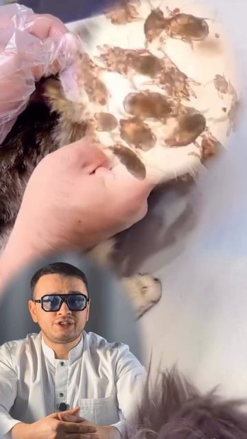 Ушной клещ