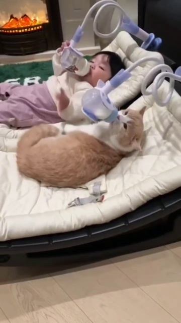 коты тоже дети