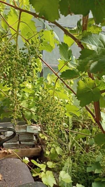 чудеса в Ленинградской области