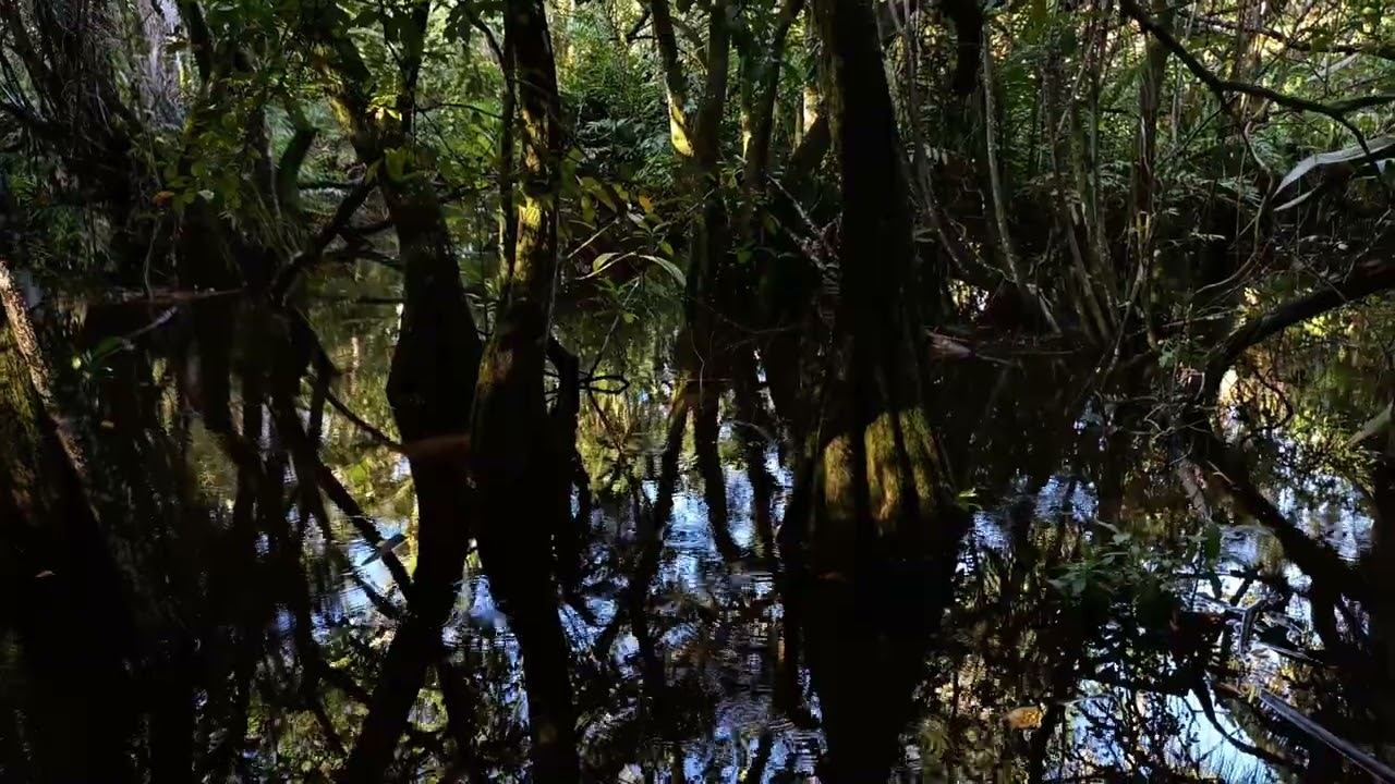 Afternoon in mangroves near bustling Bahian village.