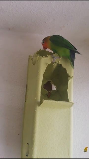 Snapchat-1477413425.mp4