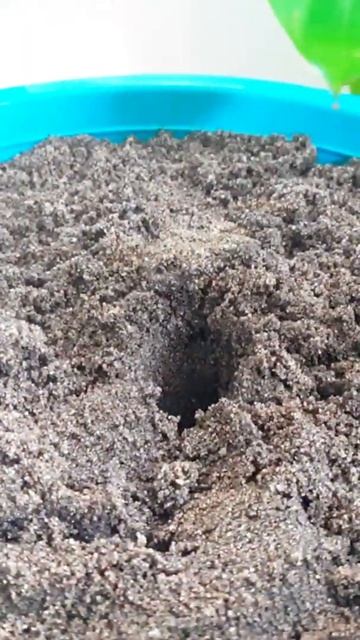 #Shorts | How to propagate episcia plant | Episcia propagation | propagation tips | Punch Gardening