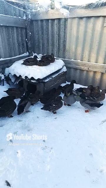 Зимние прогулки наших подсадных