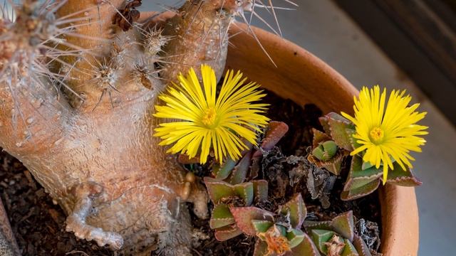 4K Time lapse of a Tigers Jaw Succulent