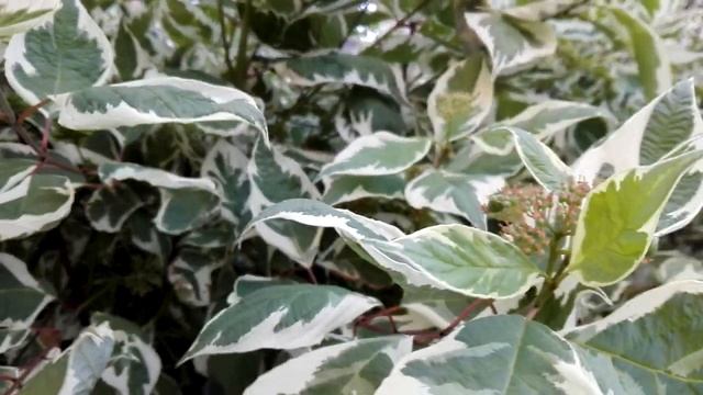 Cornus alba (Siberian dogwood)