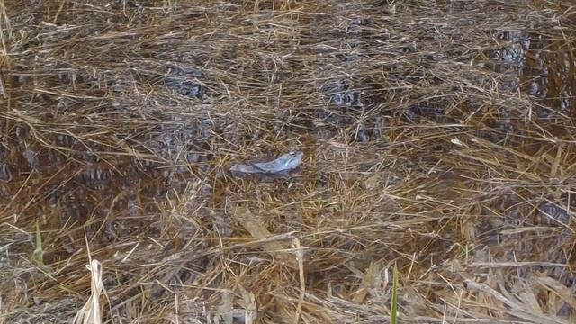 Moor frog.  Rana arvalis.  Żaba moczarowa