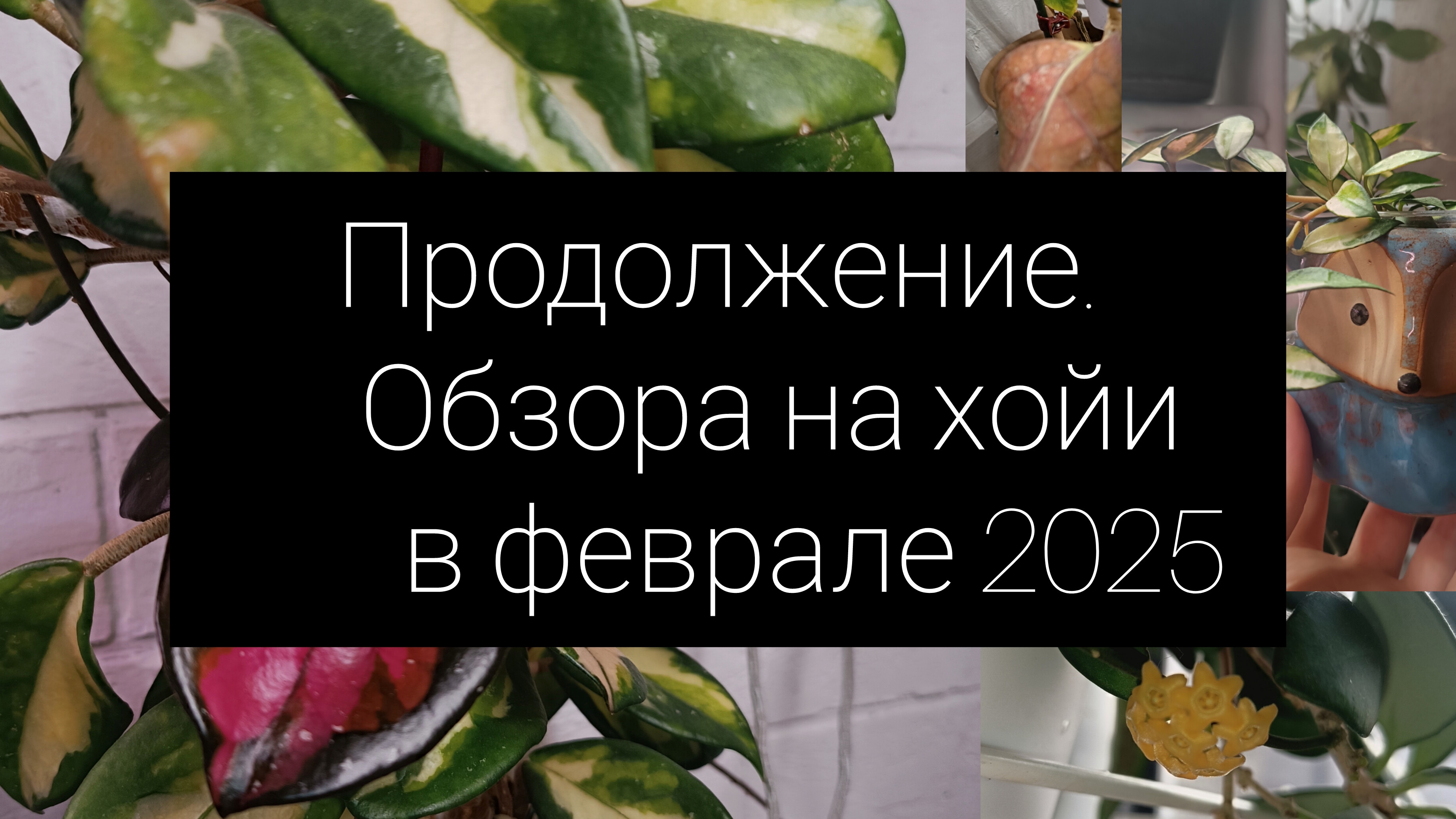 продолжение обзора на хойи. февраль 2025